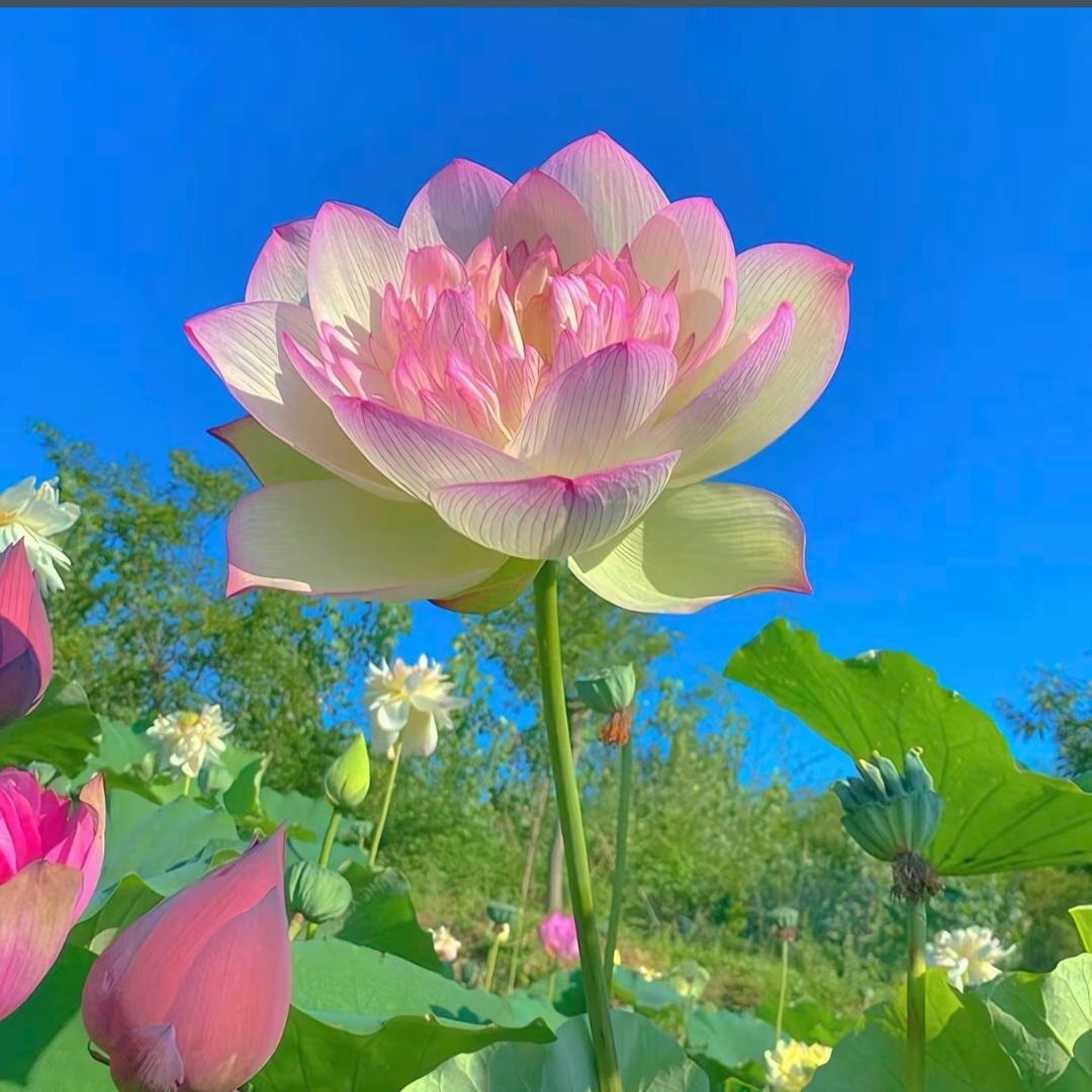小助理（划拉哥家族）