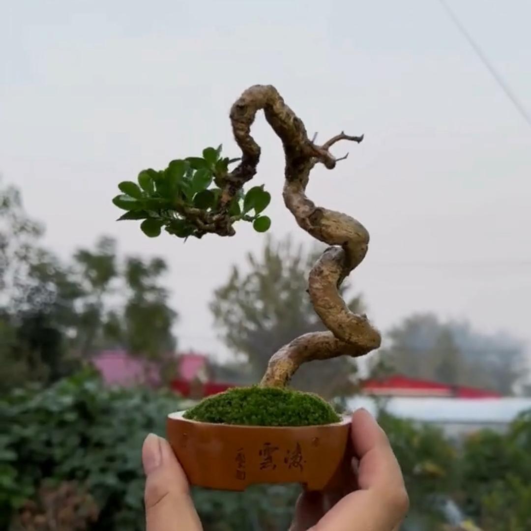 沭阳知鸟园艺场的小店个体店暖茂盆景