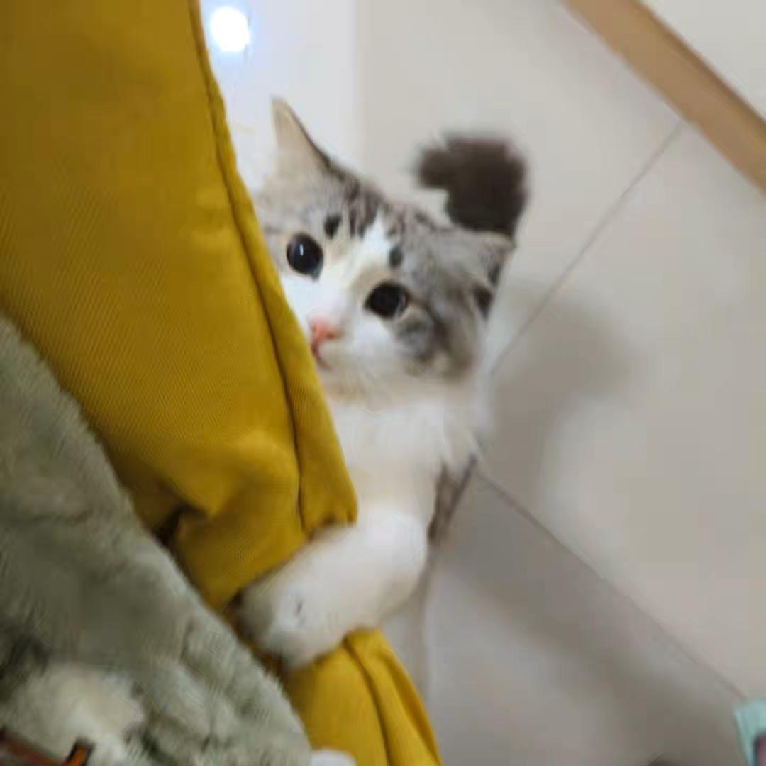 黑猫紧张。