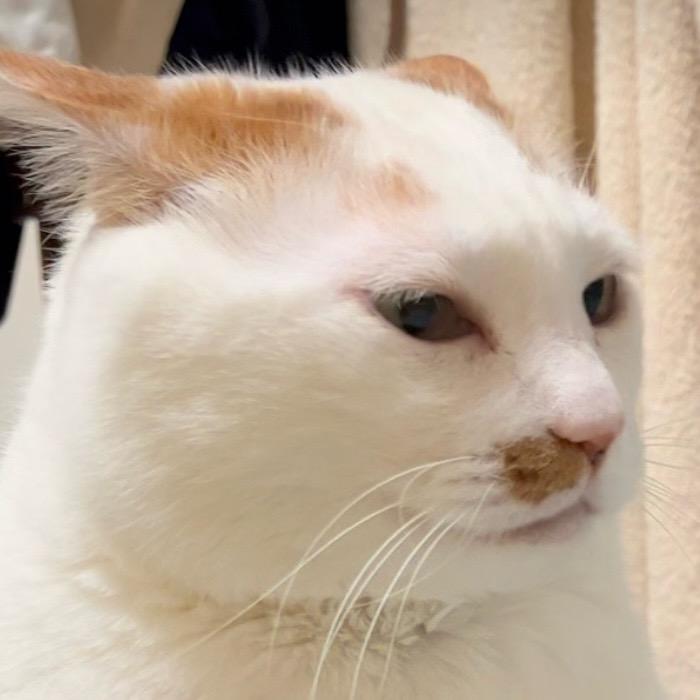 橘白李跳跳🐈