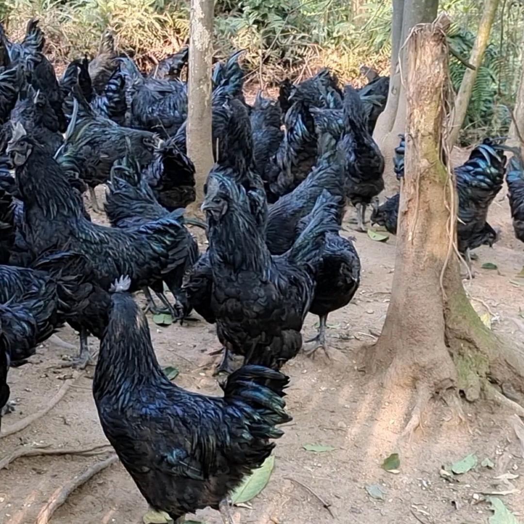 富强鸡鸭鹅养殖场