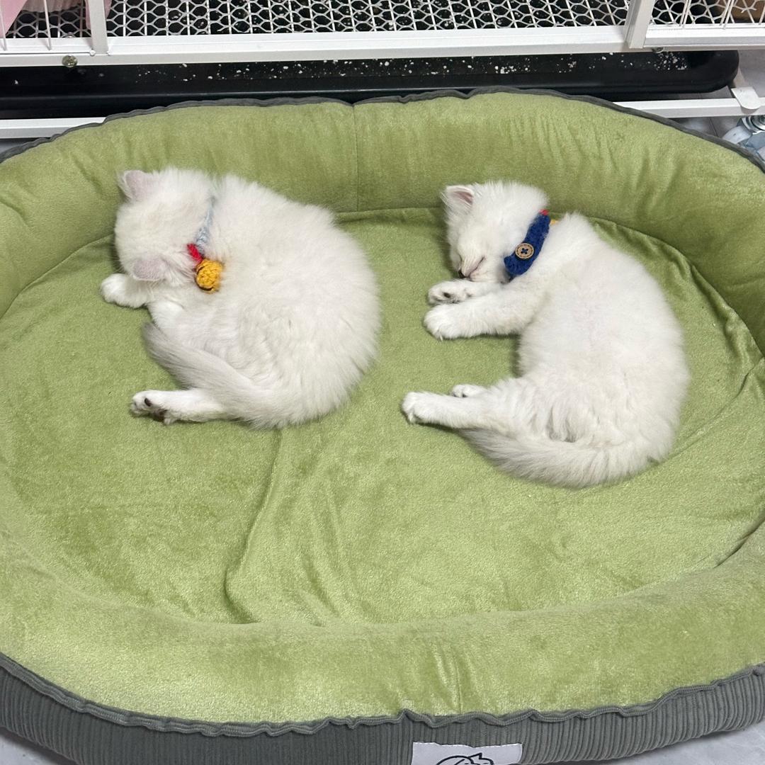 铁蛋铁球的成长日记