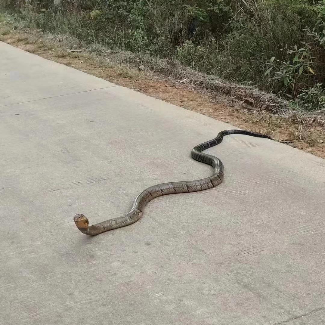 小时候被蛇咬过