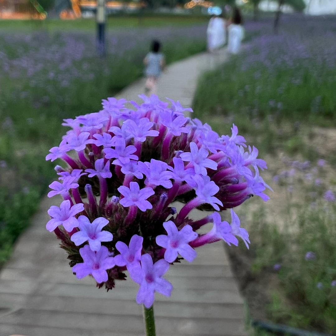 金地青城尚府🦁亚楠