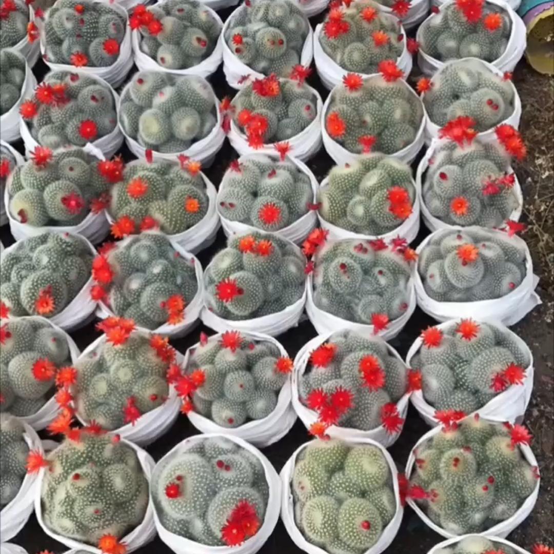 小王🌵