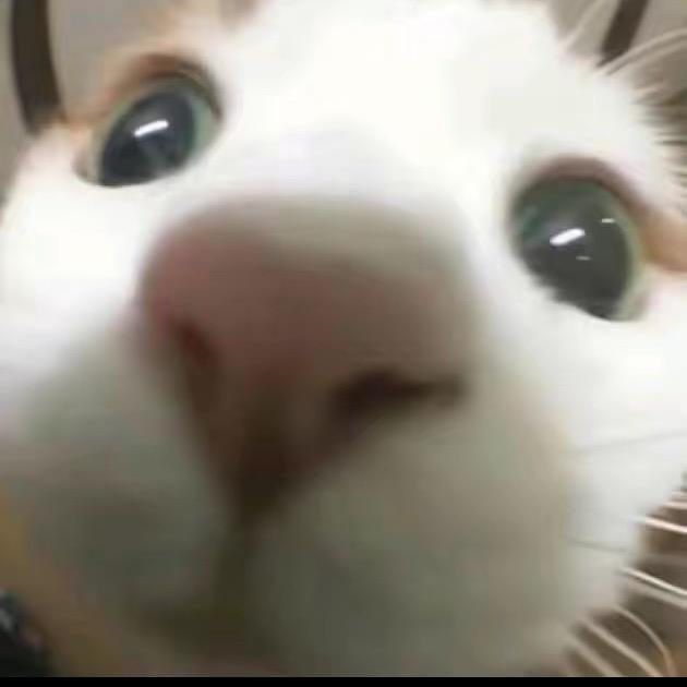 cCcC