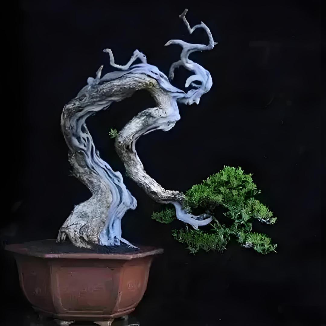 四季春盆景【小陈】