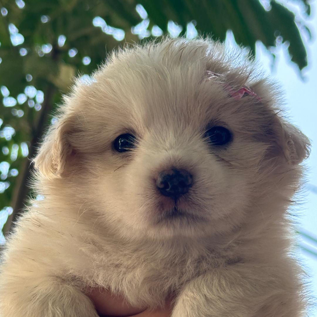 雪碧公主🐶