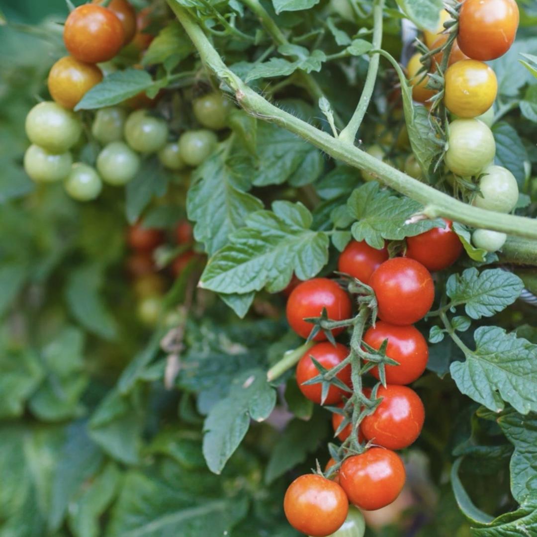 茂源农选茂源荔芝