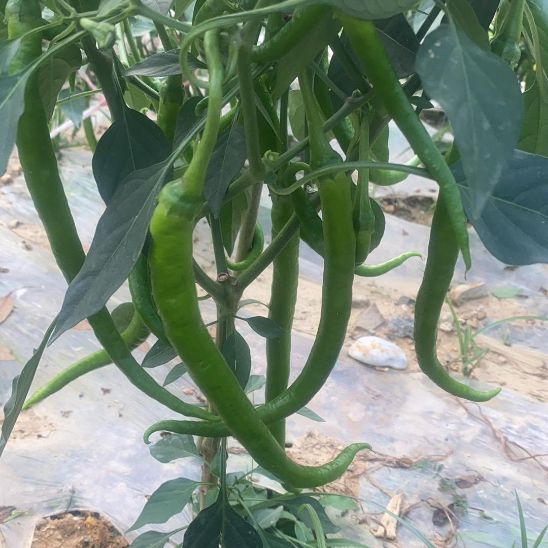 乡野阿明生活号