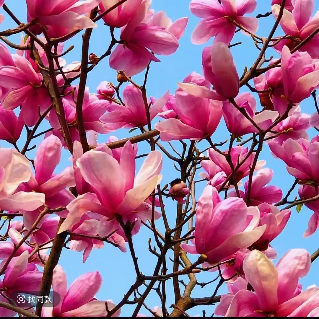 花姑子花卉园艺
