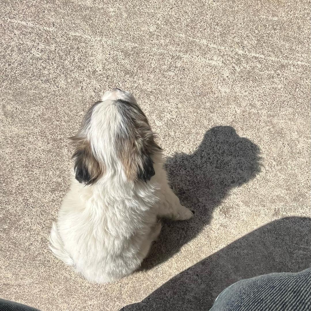 今晚吃羊驼