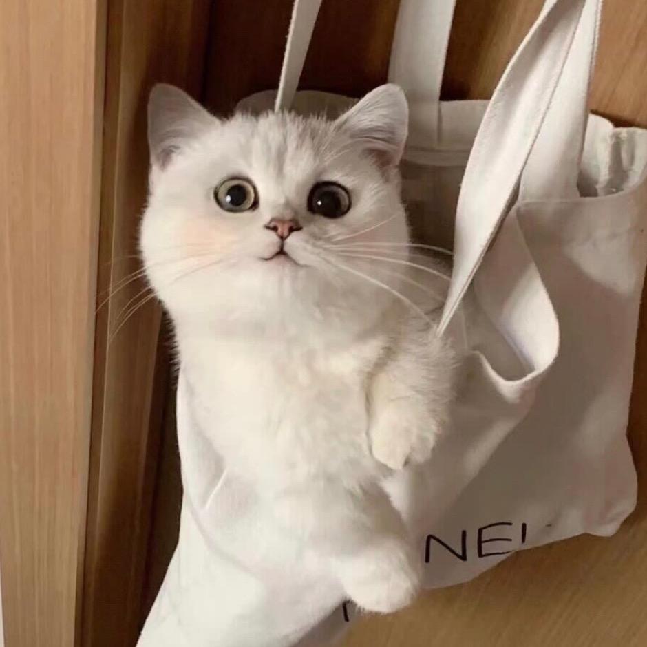 吴卉伊