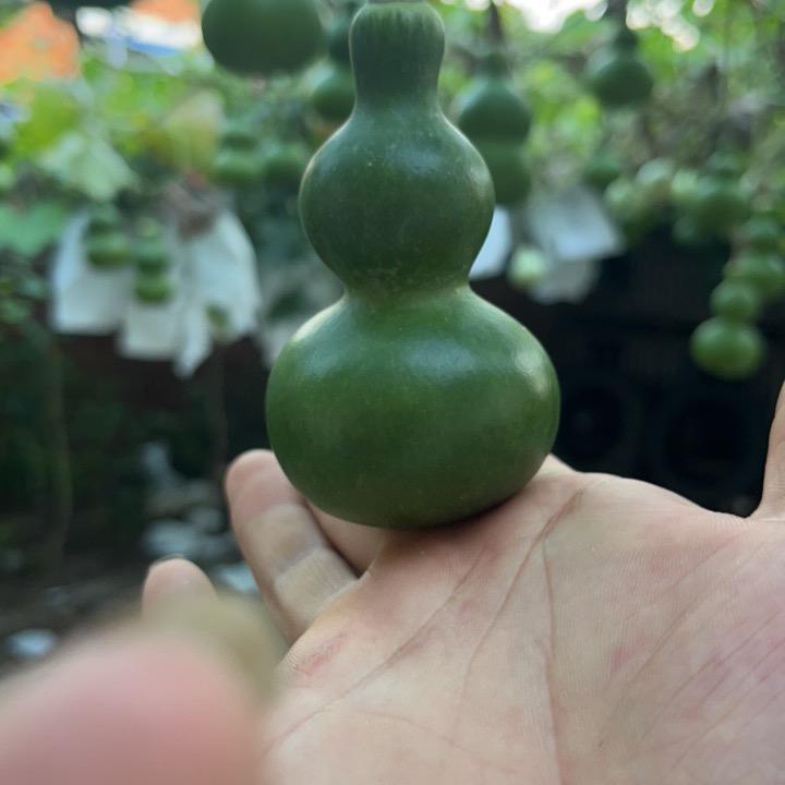 小童文玩葫芦