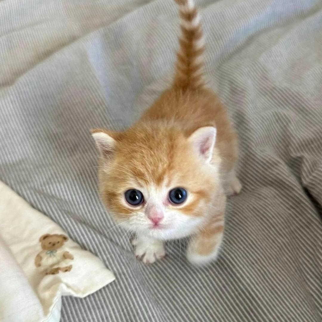pupuii