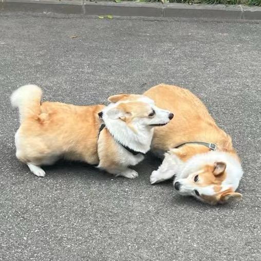 我是一只鹌鹑