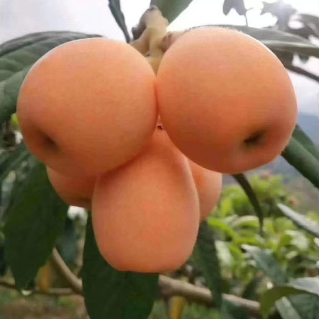 新一佳果树苗企业店