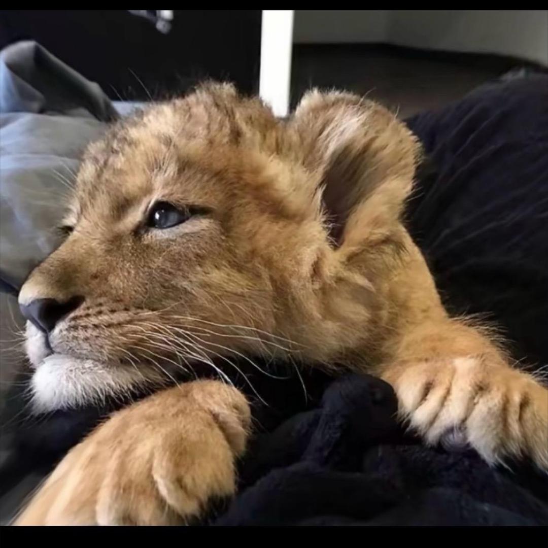 狡猾的前夫