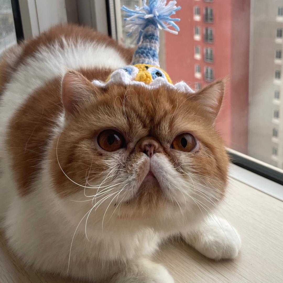 张桶桶和李饼饼