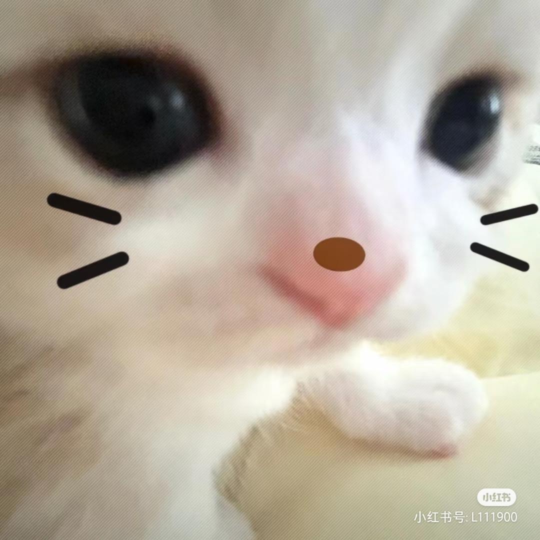 仓鼠宝宝捏🐹