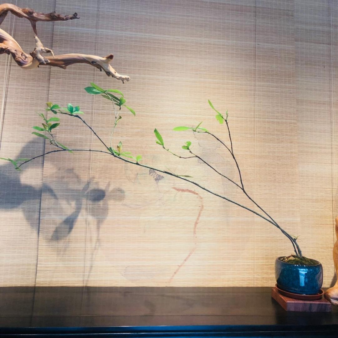拾月绿植盆景