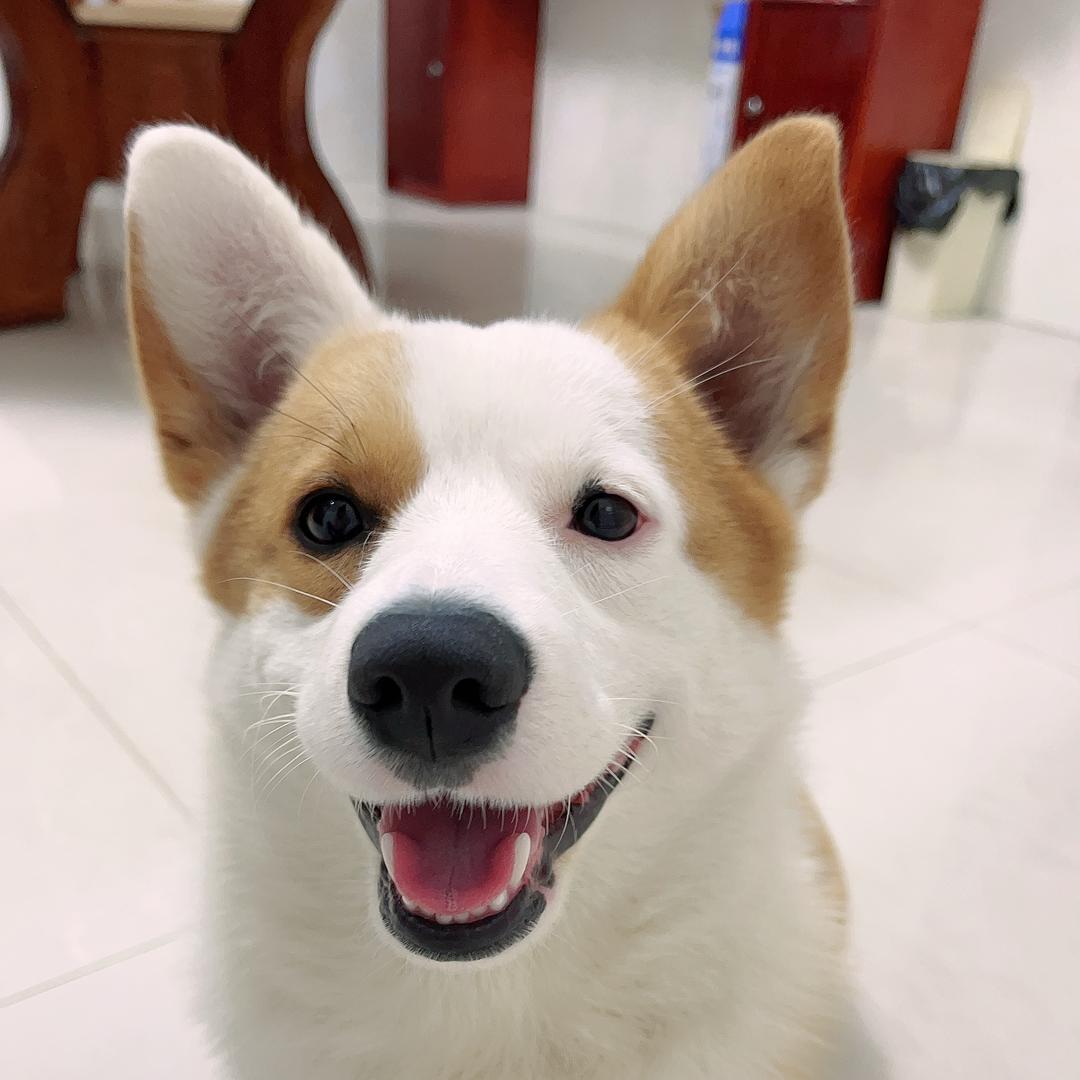 约了个夏🐶