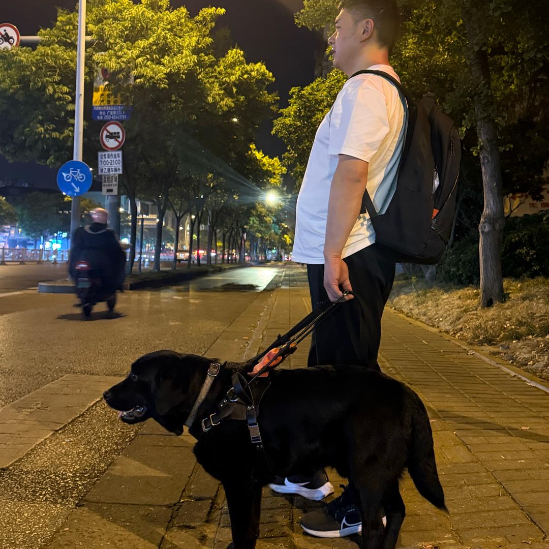 导盲犬菲尔