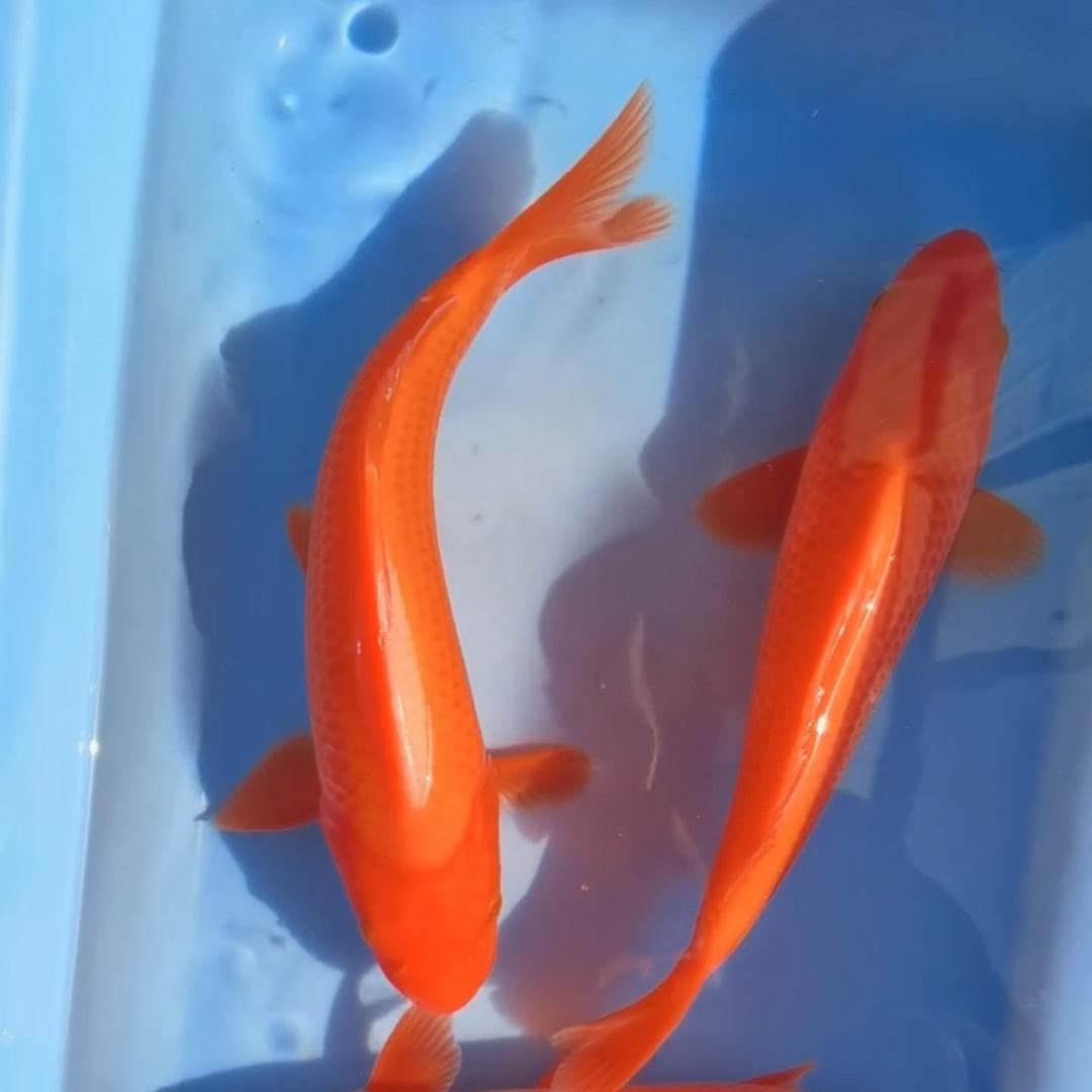 伞兵玩锦鲤🇨🇳