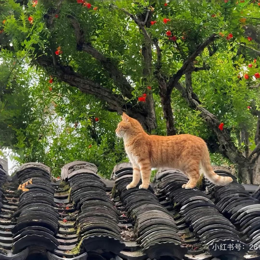 白泽：