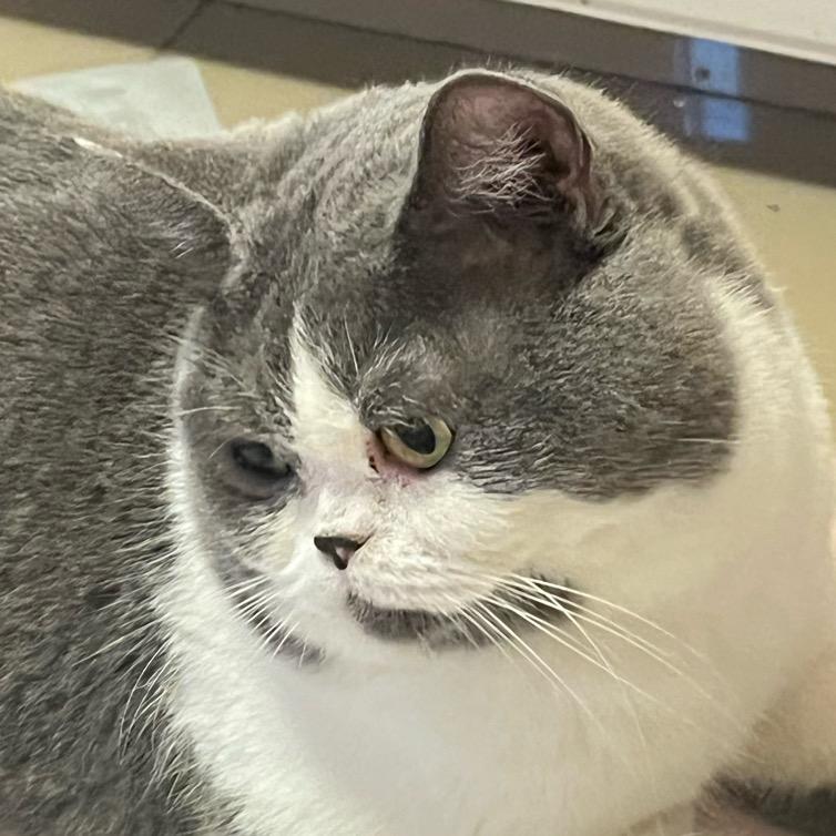 蛋黄酱