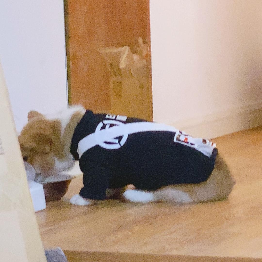 狂妄西红柿🍅