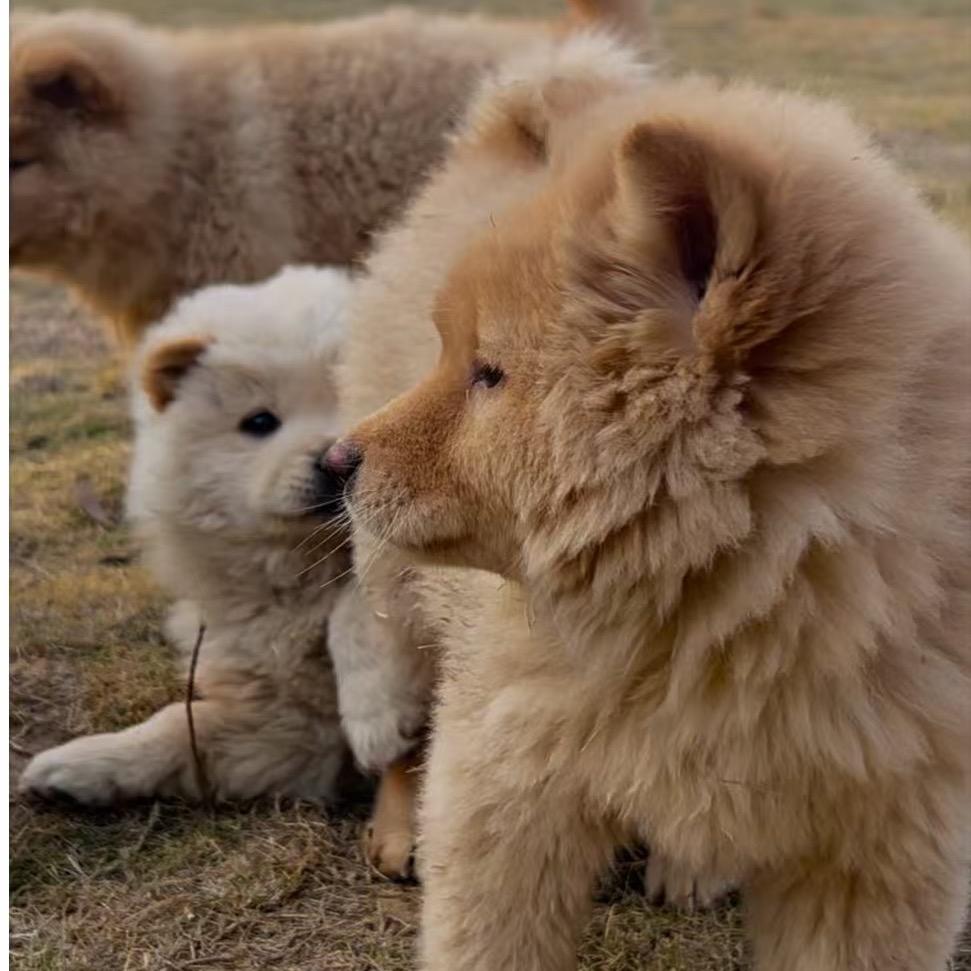 土狗的美好生活