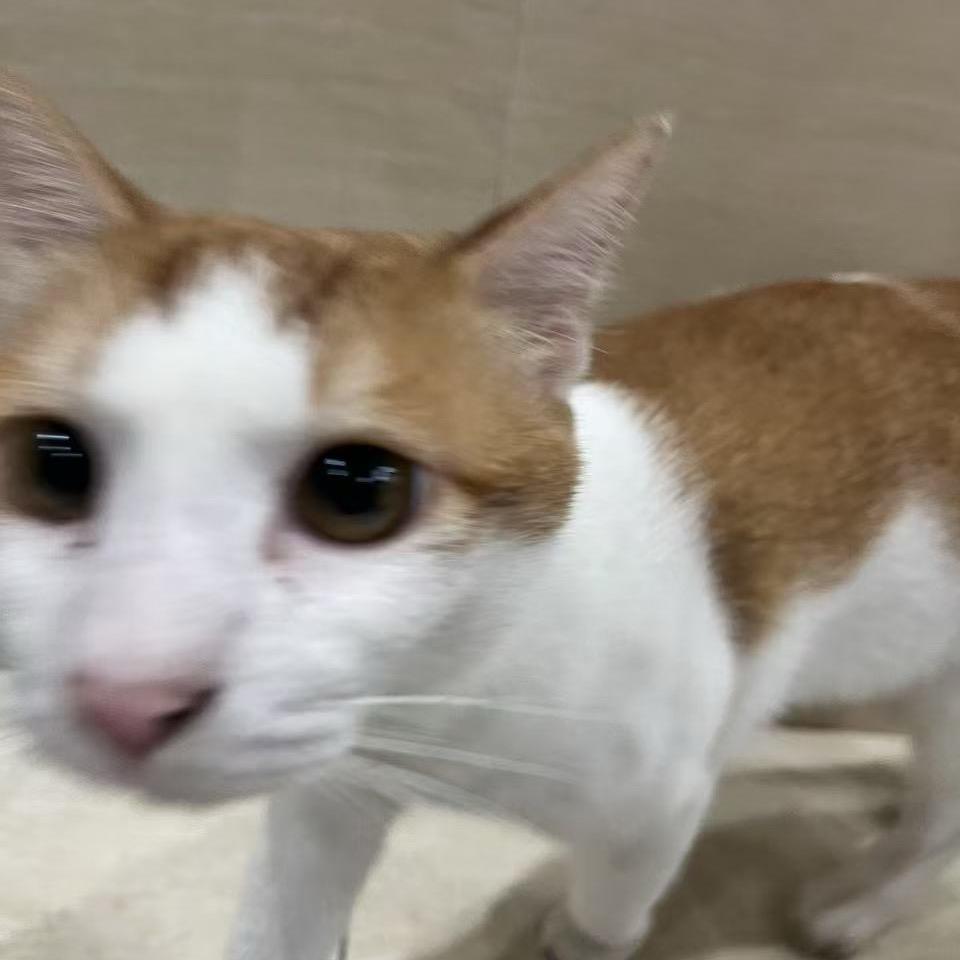 不喜欢猫