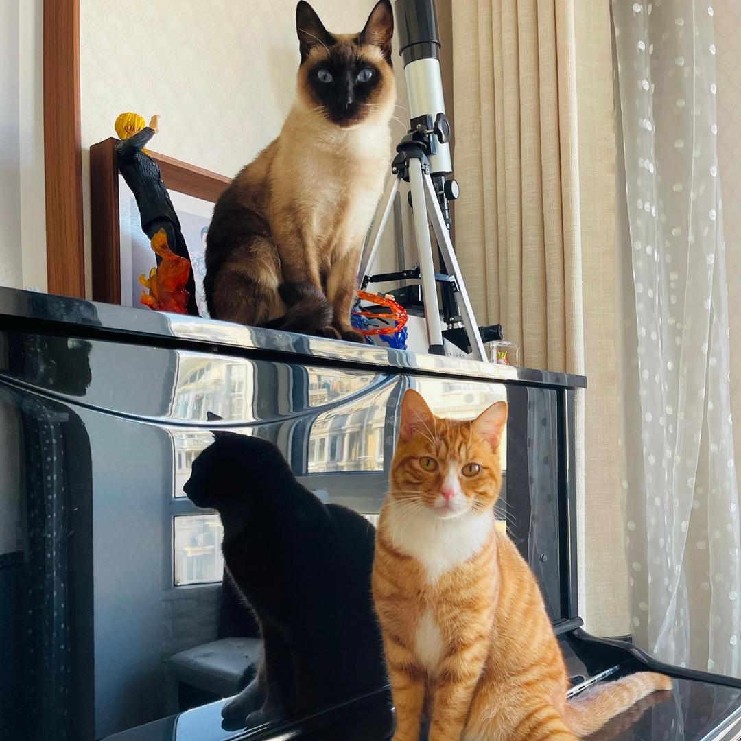 喵主一家人👨‍👧‍👧