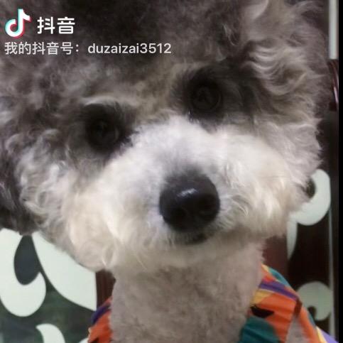 Coco🐻头像