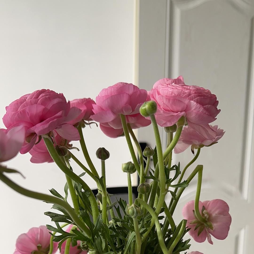 如果芸知道
