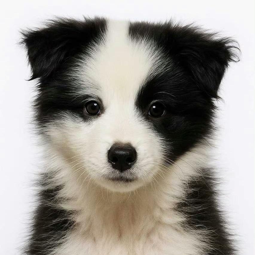 是笨蛋才会喜欢你