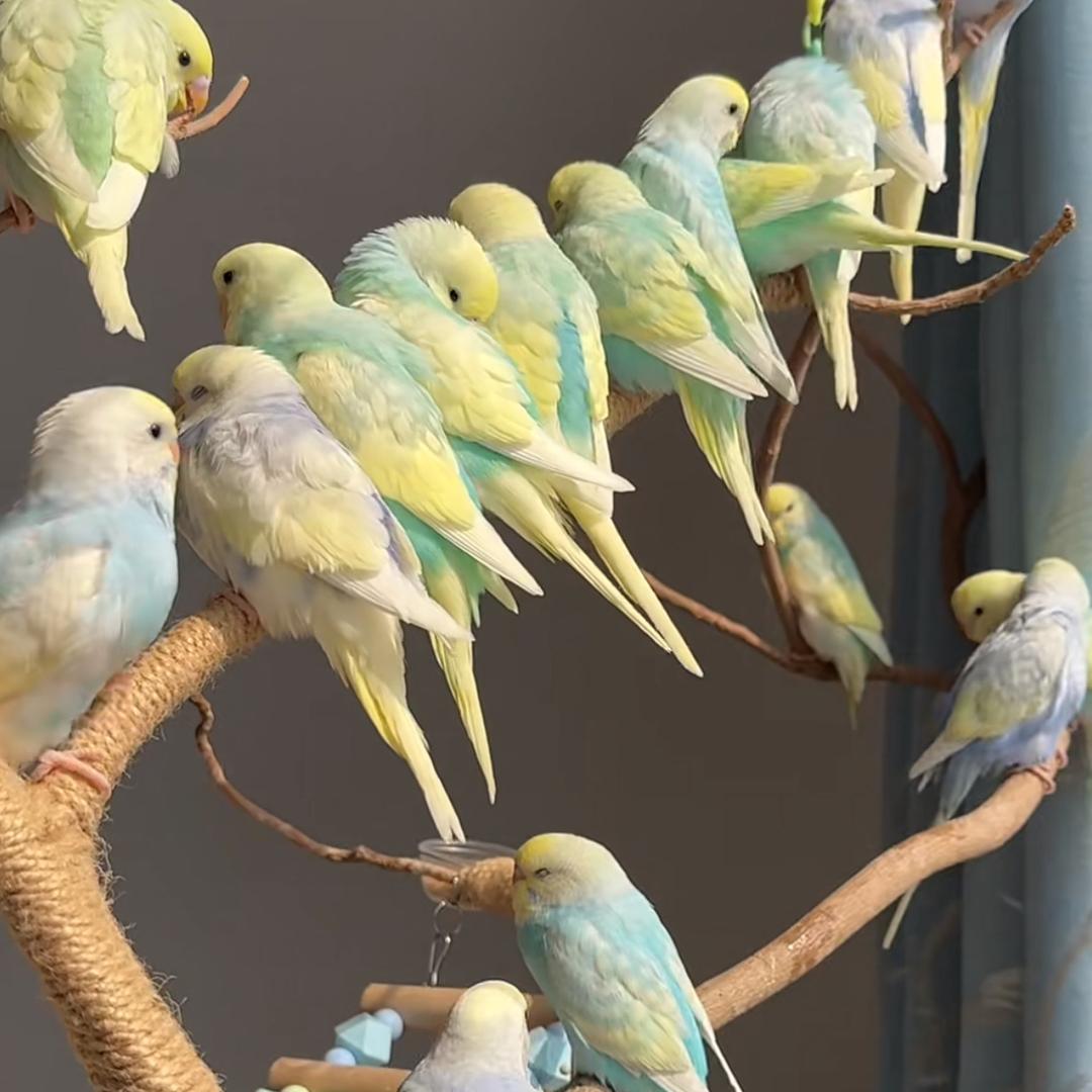 萌宠鹦鹉鸟舍（换号播）