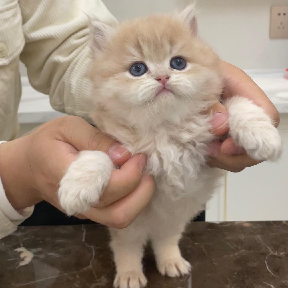 金墩墩是只长毛猫