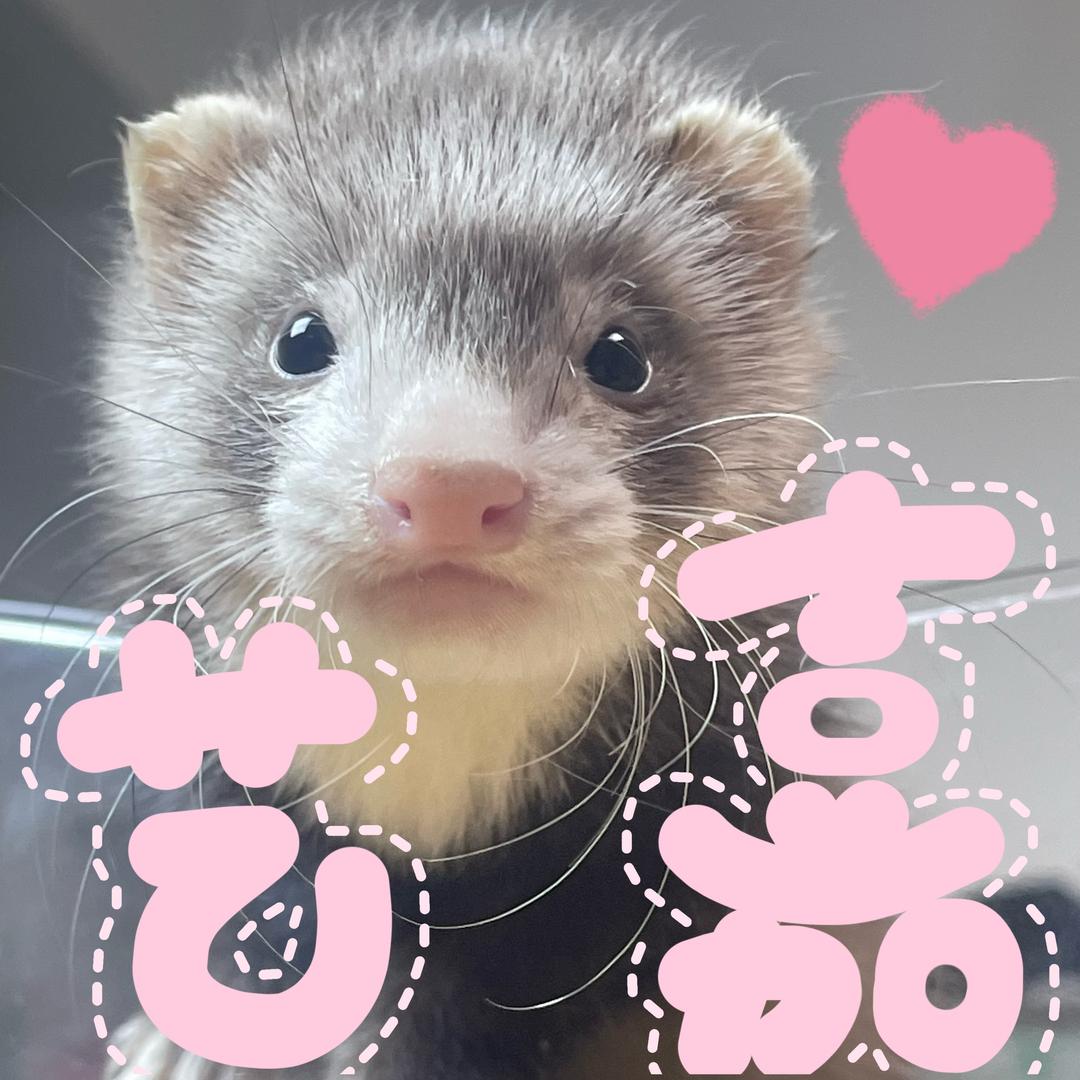 艺嘉宠物店安哥鲁宠物貂