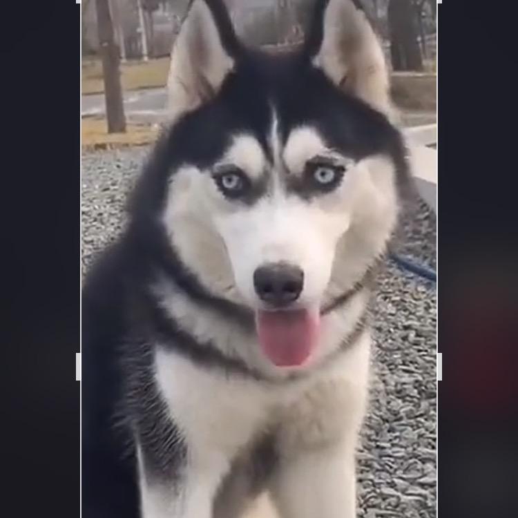 方姐宠物（哈士奇）