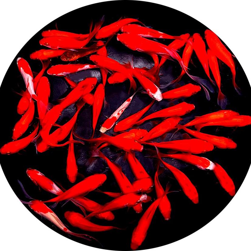 涟漪水族水产