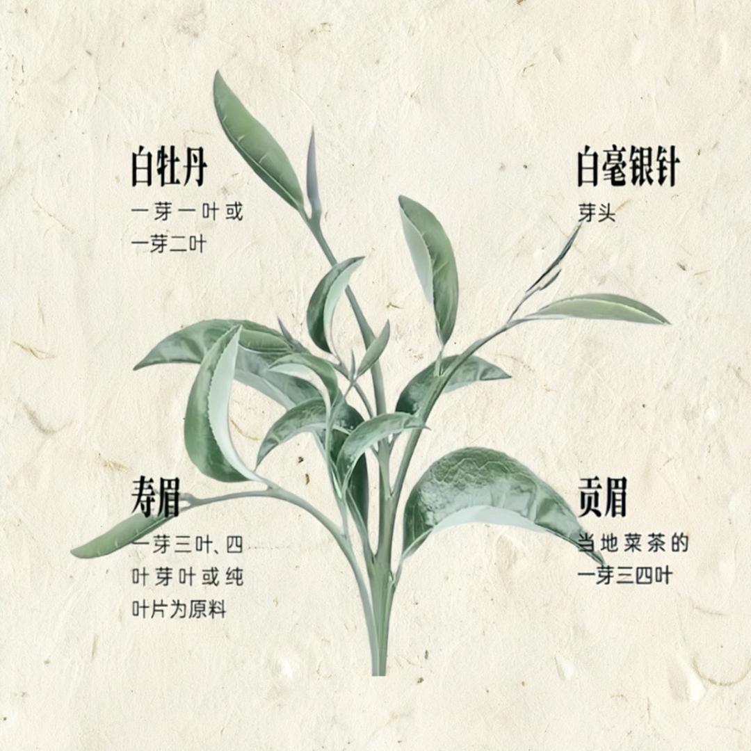 福鼎市一鸣茶业