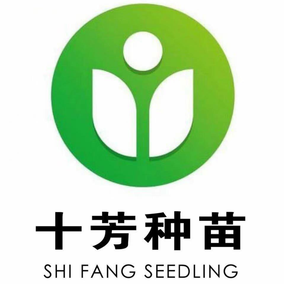 成宇农服,白,黄菊,种苗全年供应。