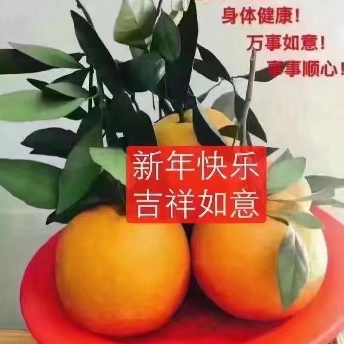 俏芝蝶