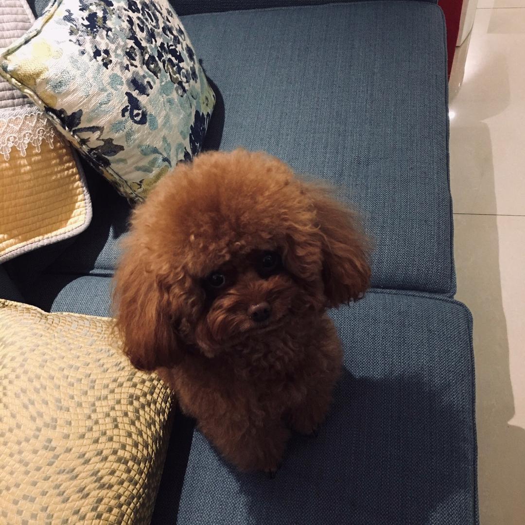 一杯清茶
