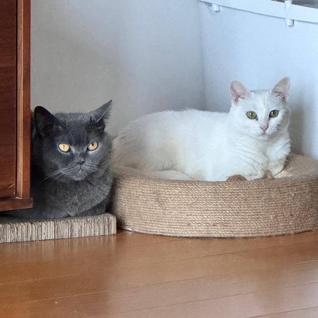 cici&baibai