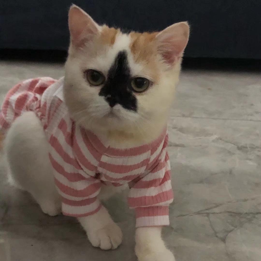 鱼生静好