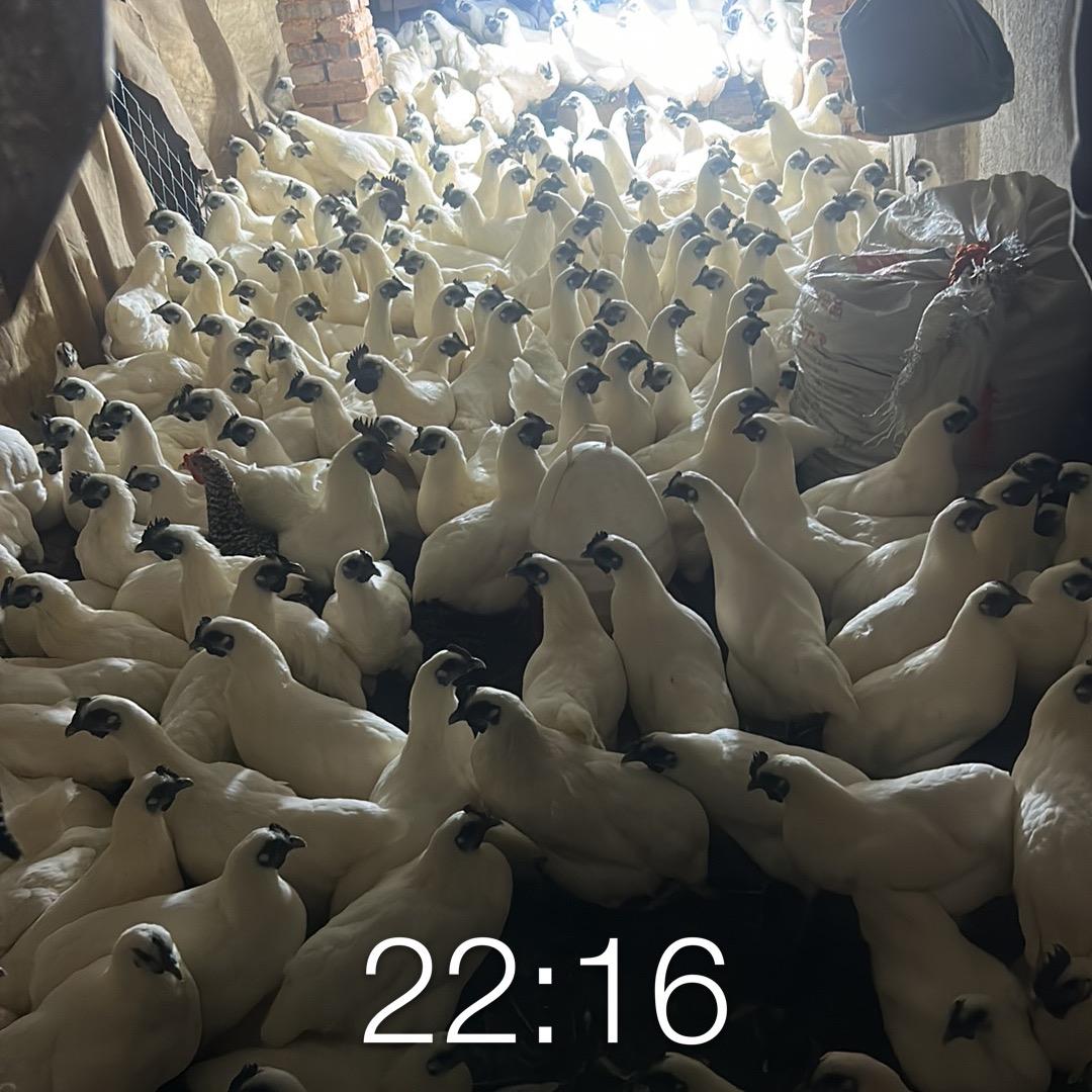 小罗江山白乌骨鸡