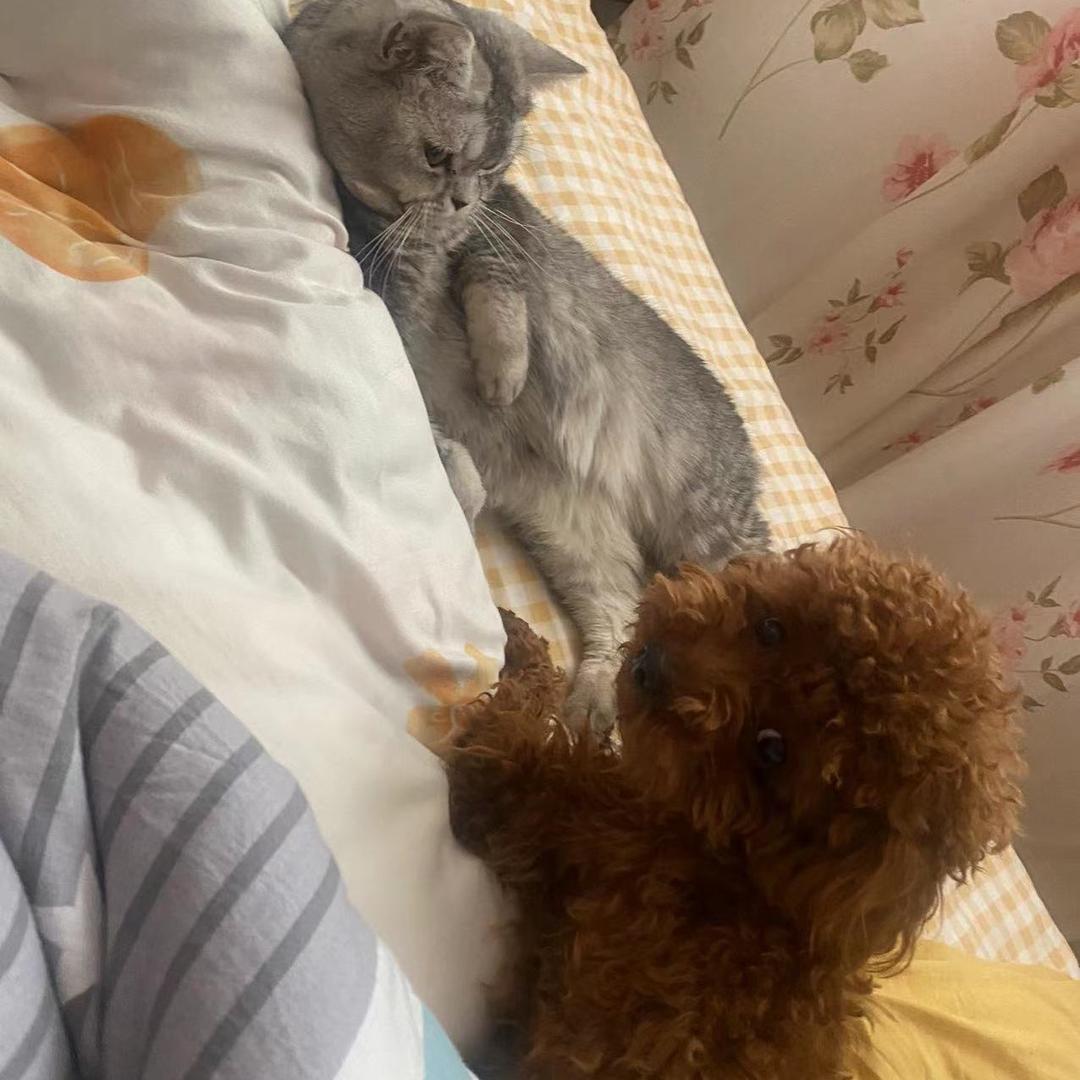 旺仔爱吃肉🐶